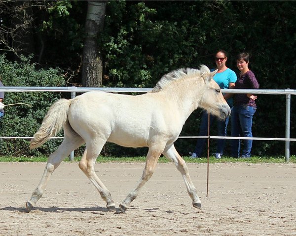 Pferd Halina (Fjordpferd, 2019, von Silvio Skjöldson)