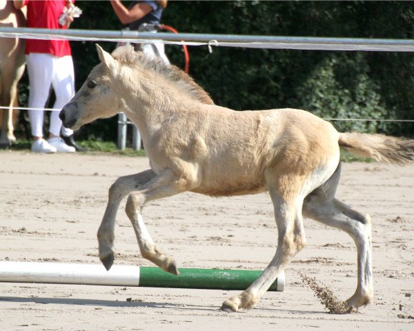 Dressurpferd Lilou Kiss (Fjordpferd, 2019, von Kelvin)