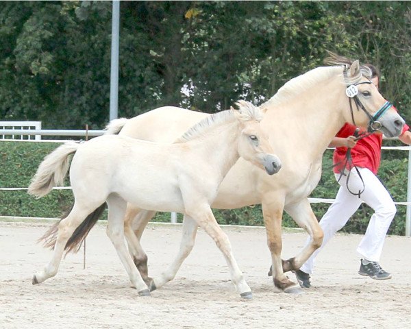 horse Hanni (Fjord Horse, 2019, from Vacceur)