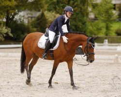 broodmare Cheyenne DS (Dutch Pony, 2007, from Sjapoer ox)