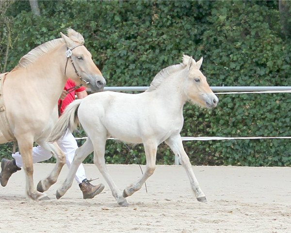 horse Hattie (Fjord Horse, 2019, from Golf Gudenå)