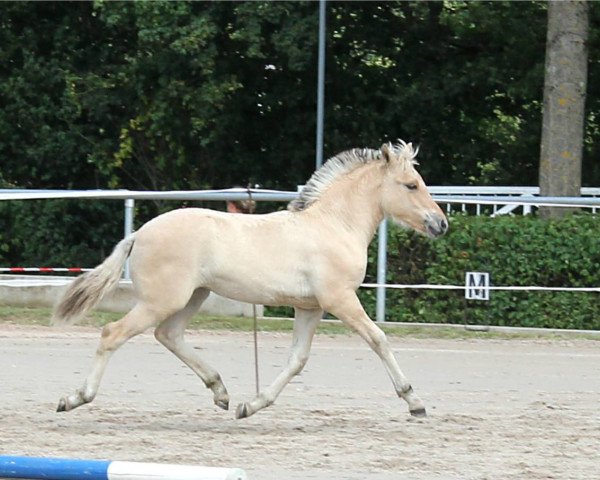 broodmare Fia (Fjord Horse, 2019, from Ilmar)