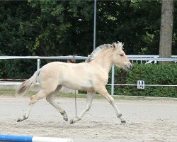 Zuchtstute Fia (Fjordpferd, 2019, von Ilmar)