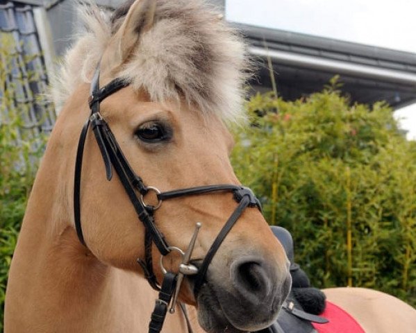 horse Hastur (Fjord Horse, 1996, from Hoimar)