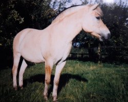 horse Orson (Fjord Horse, 1984, from Oelve)