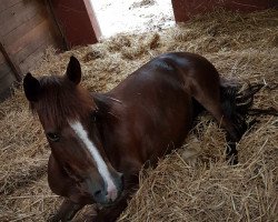 dressage horse Pollyana (unknown, 2009)