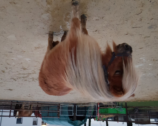 horse Emmy v.d. Hoeven Allee (Dt.Part-bred Shetland pony, 2011, from Sander van de Hoefslag)