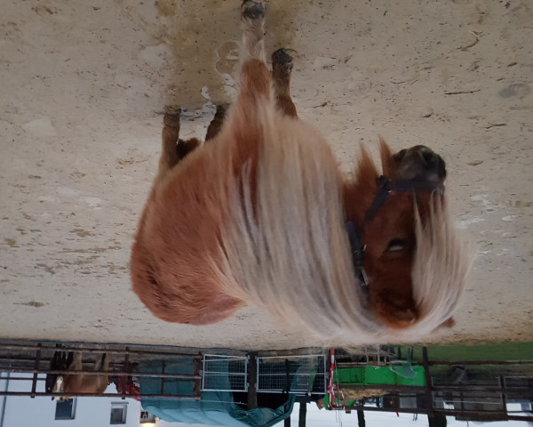 Pferd Emmy v.d. Hoeven Allee (Dt.Part-bred Shetland Pony, 2011, von Sander van de Hoefslag)