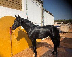 dressage horse Fresno (Westphalian,  , from Fürsten-Look)