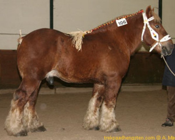 Pferd Igor van Gaasbeek (Brabanter/Belgisches Kaltblut, 1998, von Sultan van Wooldink)