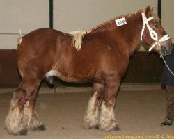 Pferd Igor van Gaasbeek (Brabanter/Belgisches Kaltblut, 1998, von Sultan van Wooldink)