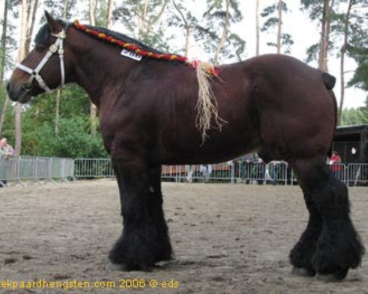 Deckhengst Dorus van 't Driesveld (Brabanter/Belgisches Kaltblut, 1994, von Karlo van de Vierestraat)