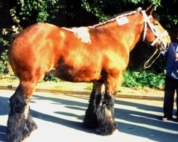 stallion Fiston du Seigneur (Brabant/Belgian draft horse, 1995, from Boudha)