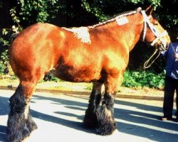 stallion Fiston du Seigneur (Brabant/Belgian draft horse, 1995, from Boudha)