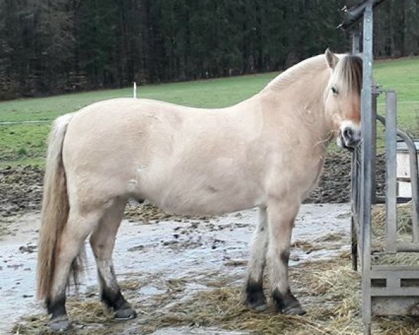 horse Speedy (Fjord Horse, 2011, from Solbjør Borken)