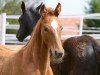 dressage horse Bella Ciao 9 (Hanoverian, 2016, from Borsalino)