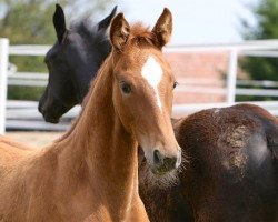 dressage horse Bella Ciao 9 (Hanoverian, 2016, from Borsalino)