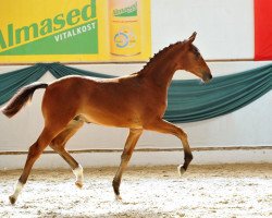 dressage horse Fidermond (Hanoverian, 2012, from Fidertanz)