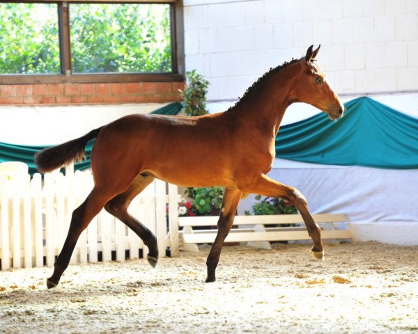 dressage horse Fortunatus (Hanoverian, 2011, from Fidertanz)