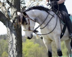 Pferd Ballyard Golden Cloud (Connemara-Pony, 2012, von Capparoe Lad)