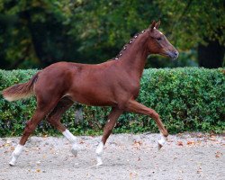 dressage horse Daisy (Hanoverian, 2010, from Fidertanz)