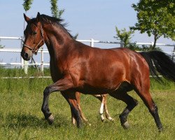 broodmare Dakota (Hanoverian, 2006, from Danone 4)