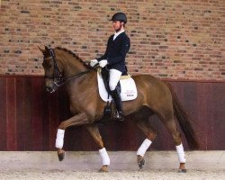 dressage horse Copper la Perle (KWPN (Royal Dutch Sporthorse), 2007, from Watermill Scandic)