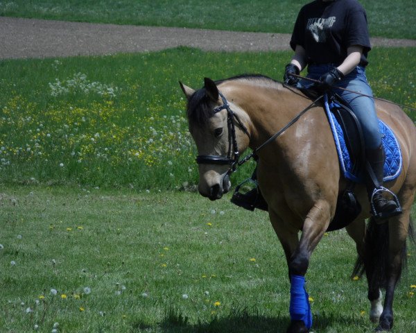 jumper Piccolina 91 (German Riding Pony, 2010, from FS Pontiac)