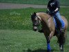 jumper Piccolina 91 (German Riding Pony, 2010, from FS Pontiac)