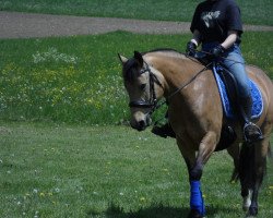 Springpferd Piccolina 91 (Deutsches Reitpony, 2010, von FS Pontiac)