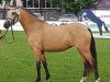 dressage horse Pretty Girl M (German Riding Pony, 2016, from Naseweiss Z)