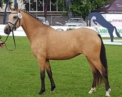 dressage horse Pretty Girl M (German Riding Pony, 2016, from Naseweiss Z)