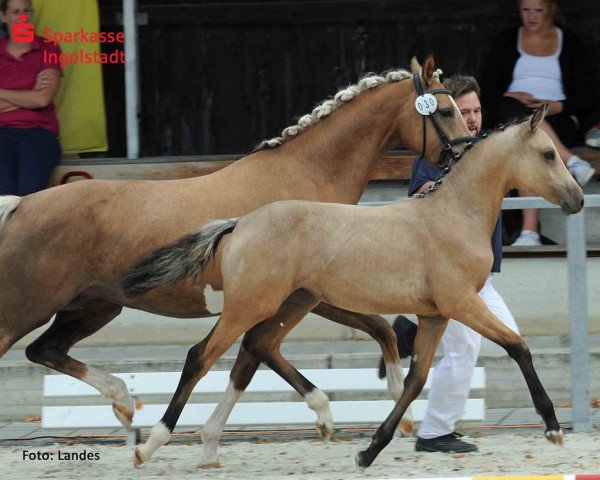 broodmare New Princess (German Riding Pony, 2015, from Naseweiss Z)