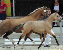 broodmare New Princess (German Riding Pony, 2015, from Naseweiss Z)