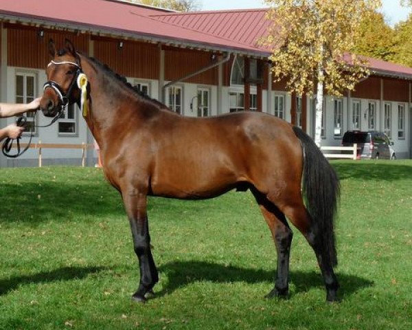 stallion Naseweiss Z (German Riding Pony, 2011, from Nemax)
