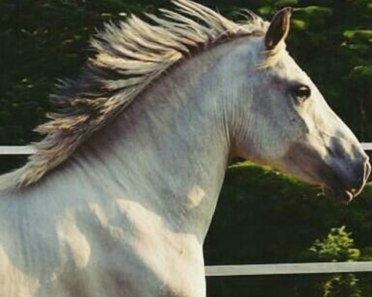horse Blomnath Little Luna (German Riding Pony, 2010, from Munser)