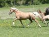 broodmare Princess de Luxe (German Riding Pony, 2011, from Can Dance 3)