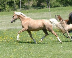 Zuchtstute Princess de Luxe (Deutsches Reitpony, 2011, von Can Dance 3)