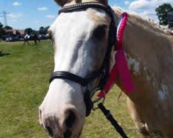 broodmare Noriella 3 (German Riding Pony, 2003, from Eiluns Monopoly)