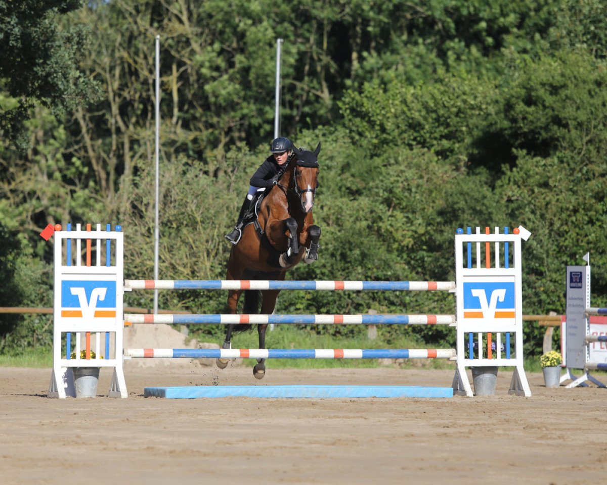 Springpferd Be my Sunshine 9 (Holsteiner, 2009, von Cracker Jack 5)
