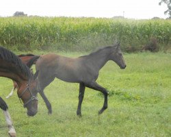 Pferd Stute von Colman / Coronas (Westfale, 2019, von Colman)