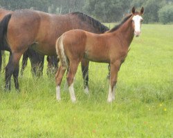 Pferd Hengst von Asca / Coronas (Westfale, 2019, von Asca Z)