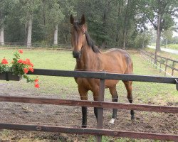 Springpferd Daysen (Westfale, 2017, von Dominator 2000 Z)