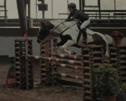 jumper Caballero 120 (German Riding Pony, 2011, from Copasetic)