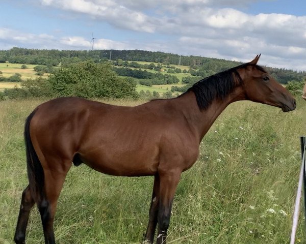 dressage horse Balou (Hanoverian, 2018, from Buckingham)