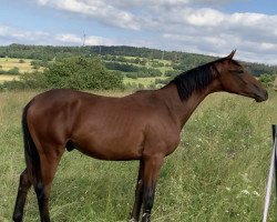 dressage horse Balou (Hanoverian, 2018, from Buckingham)