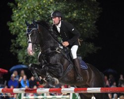 stallion Semperando (German Warmblood, 2006, from Semper Odem)