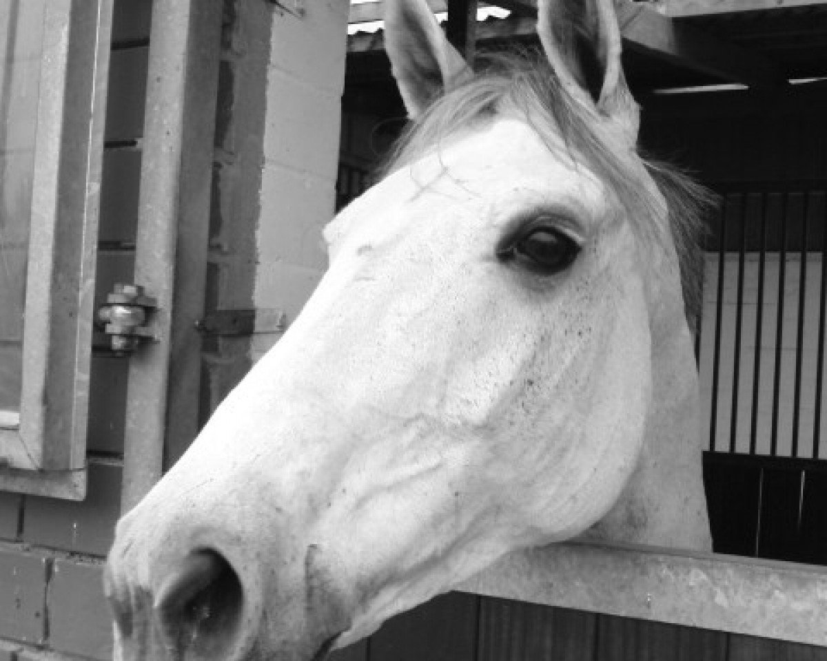 broodmare Regazza (Hanoverian, 1997, from Rabino)