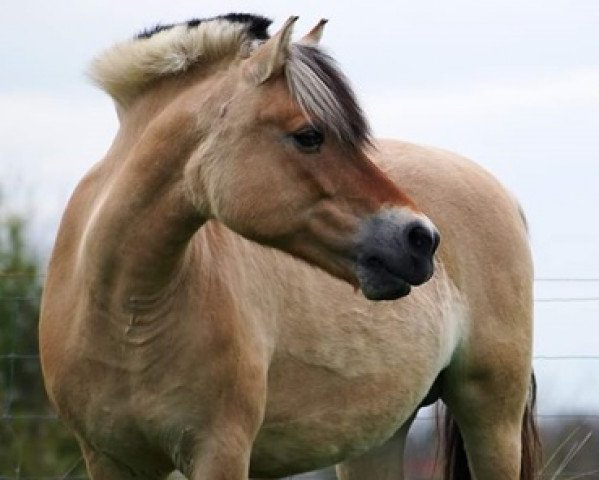 broodmare Disan's Henriette (Fjord Horse, 1997, from Disan Vinstrup)