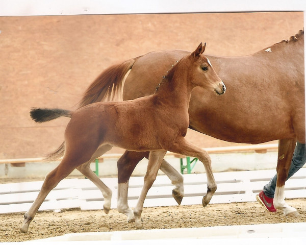 dressage horse Finja (Oldenburg, 2016, from Fürstenball)